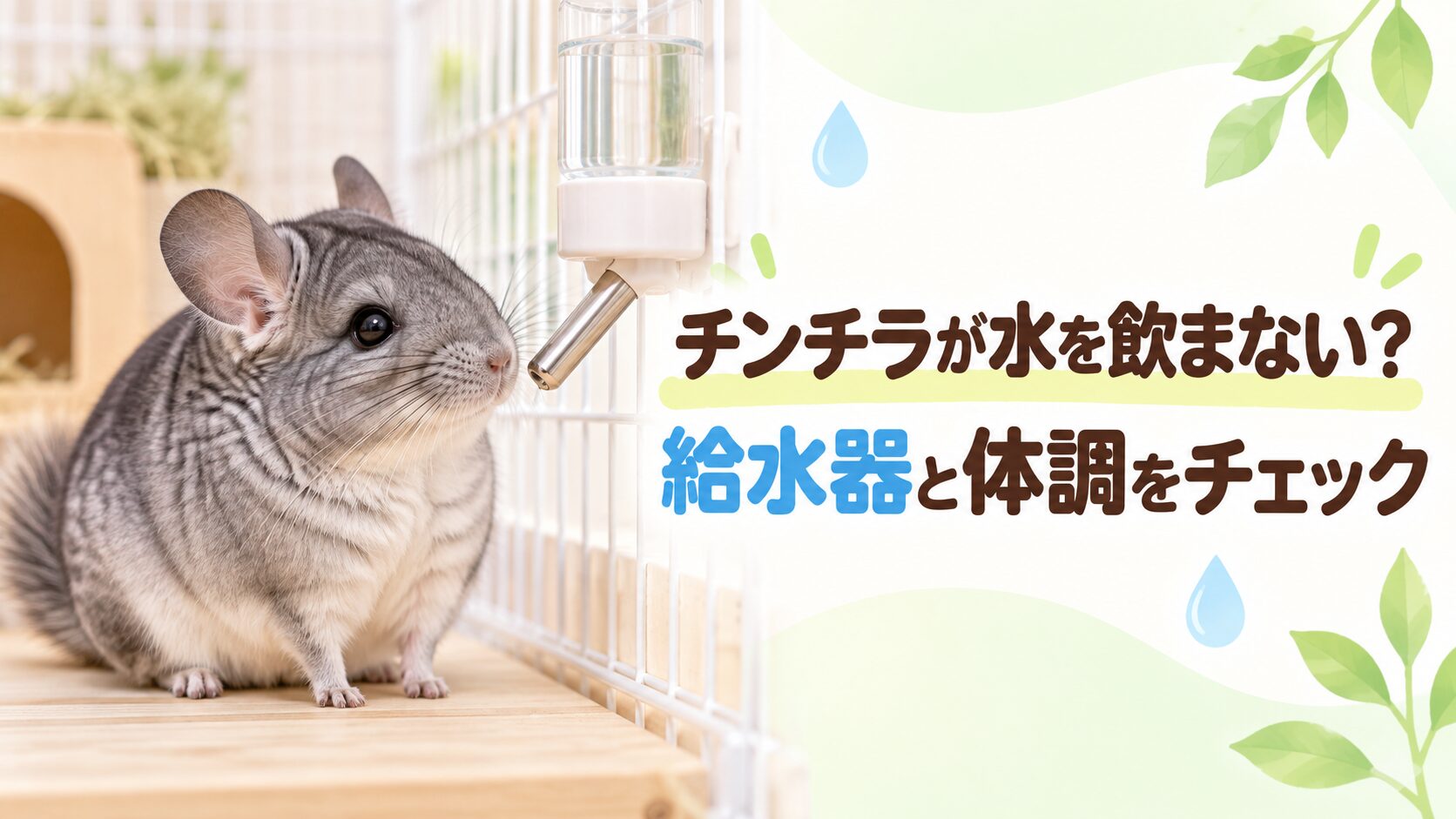 チンチラが水を飲まないときは？まず確認したいことと受診の目安
