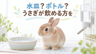 うさぎの飲み水の与え方|水道水・水皿とボトル・飲まないとき